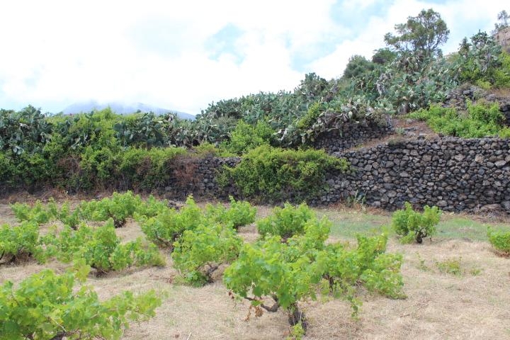 Dammuso Mille Emozioni | Pantelleria - Case e ville - Isole della Sicilia