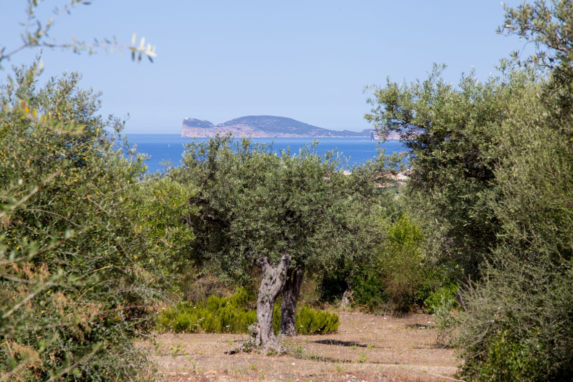 Villa Alghero Verde Mare | Alghero & Stintino - Houses and Villas - Nord Sardegna