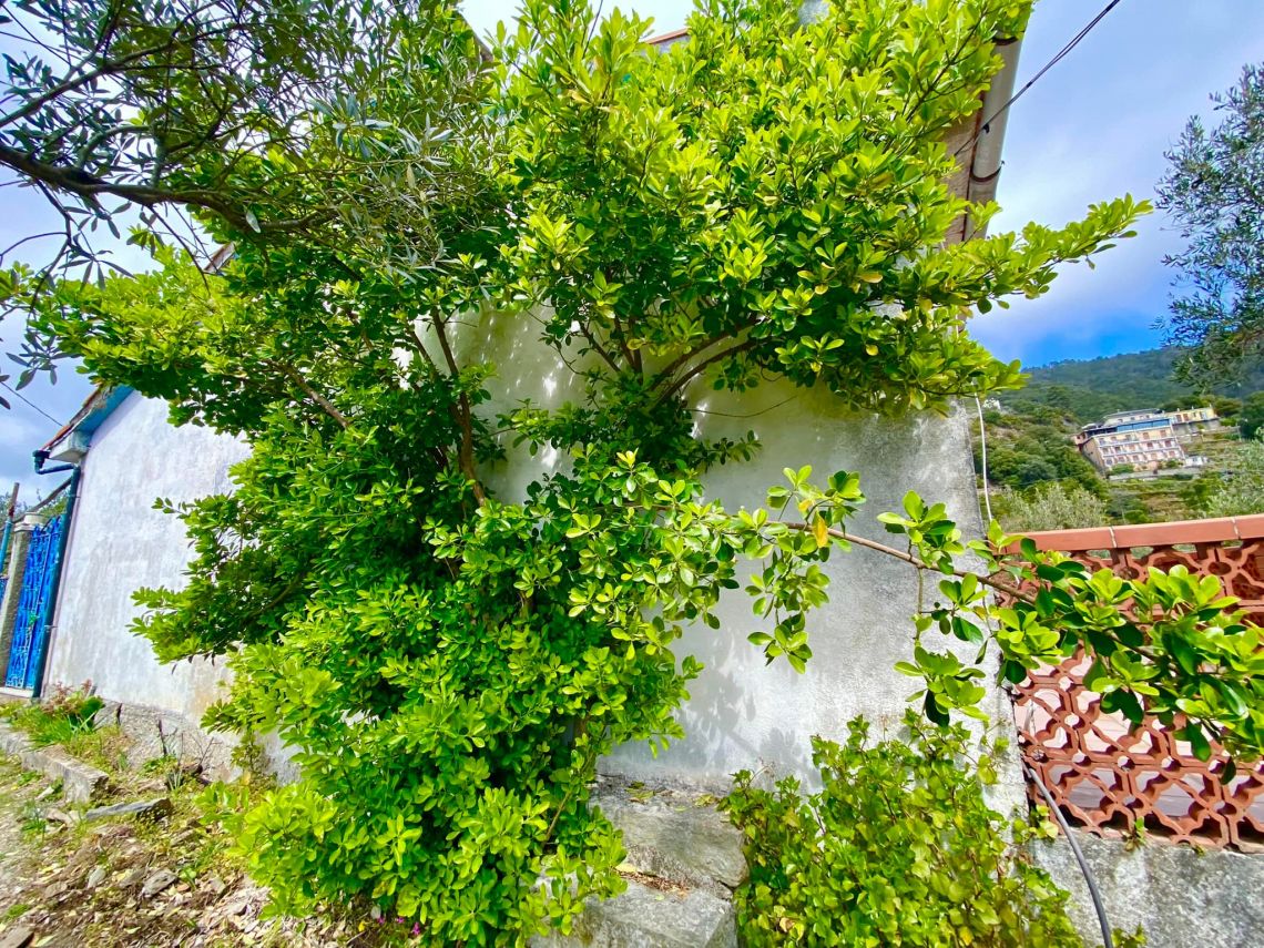 L' Antico Casale della Madonnina | Riomaggiore @ Manarola - Farm Houses & Bed & Breakfast - 5 Terre