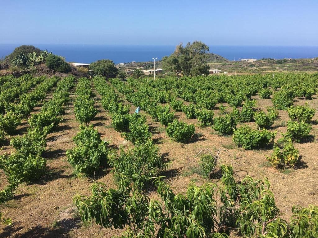 Dammuso Sogno Gadir  | Pantelleria - Casali & Bed & Breakfast - Isole della Sicilia